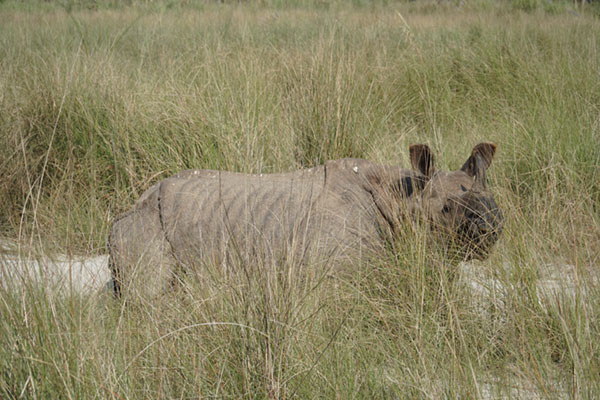 Attraper le parc national de Chitwan - Safari animalier