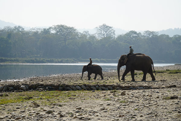 Attraper le parc national de Chitwan - Safari animalier